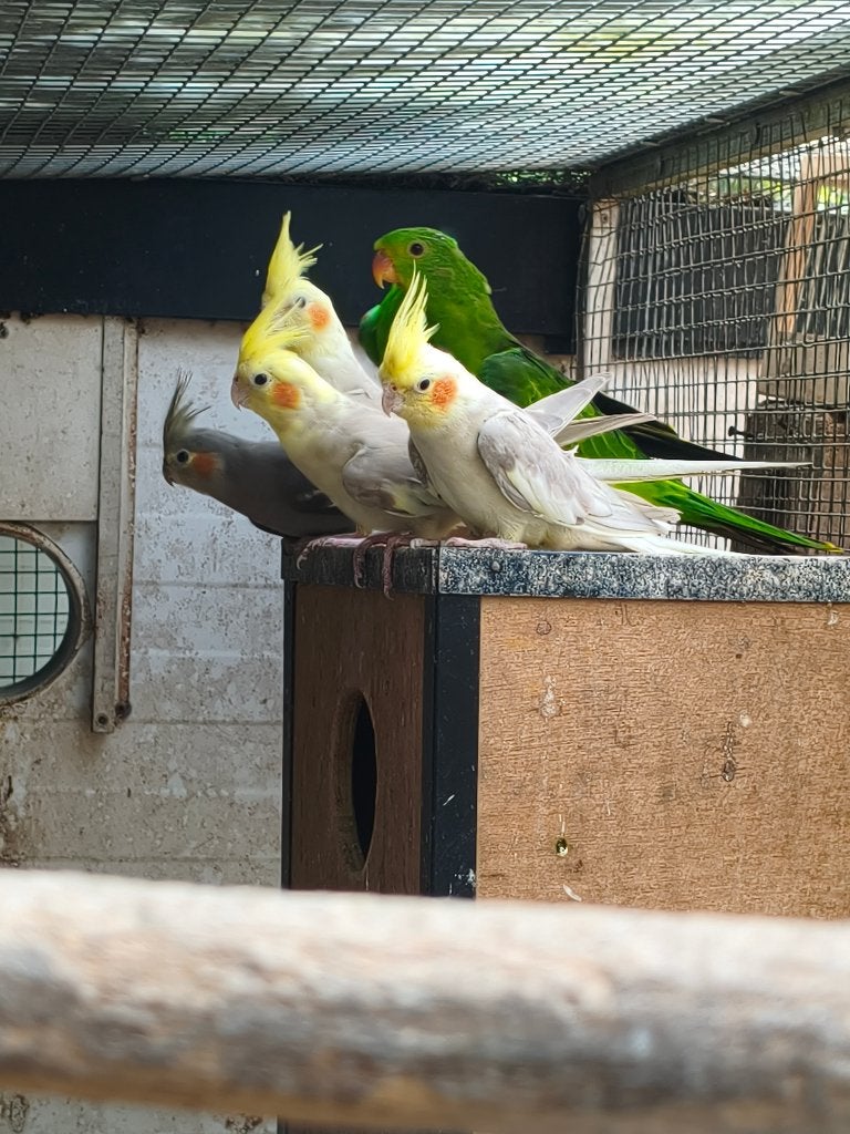 valkparkieten, Meerdere dieren, Parkiet, Tam