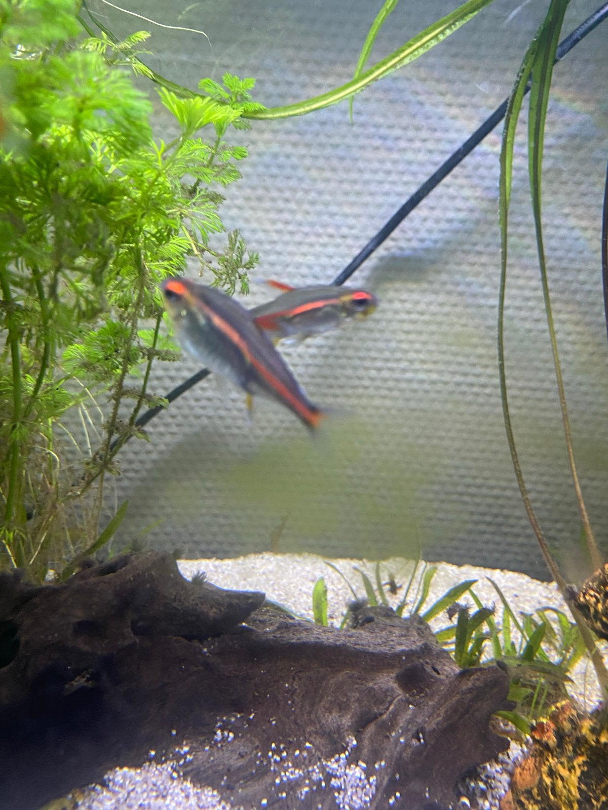 2 vuur neontetra’s te koop, Dieren en Toebehoren, Vis