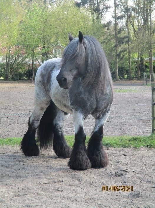 pensionstal, Weidegang, 1 paard of pony