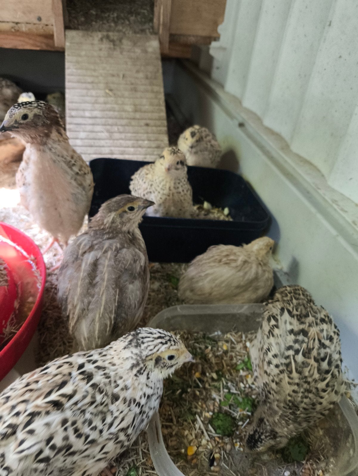 Jumbo japanse kwartel Jong kuikens, Dieren en Toebehoren, Meerdere dieren