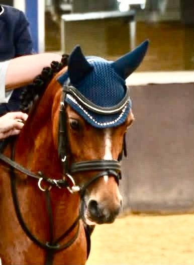 Lieve B-pony, Dieren en Toebehoren, Merrie, L, B pony (1.17m tot 1.27m), 11 jaar of ouder