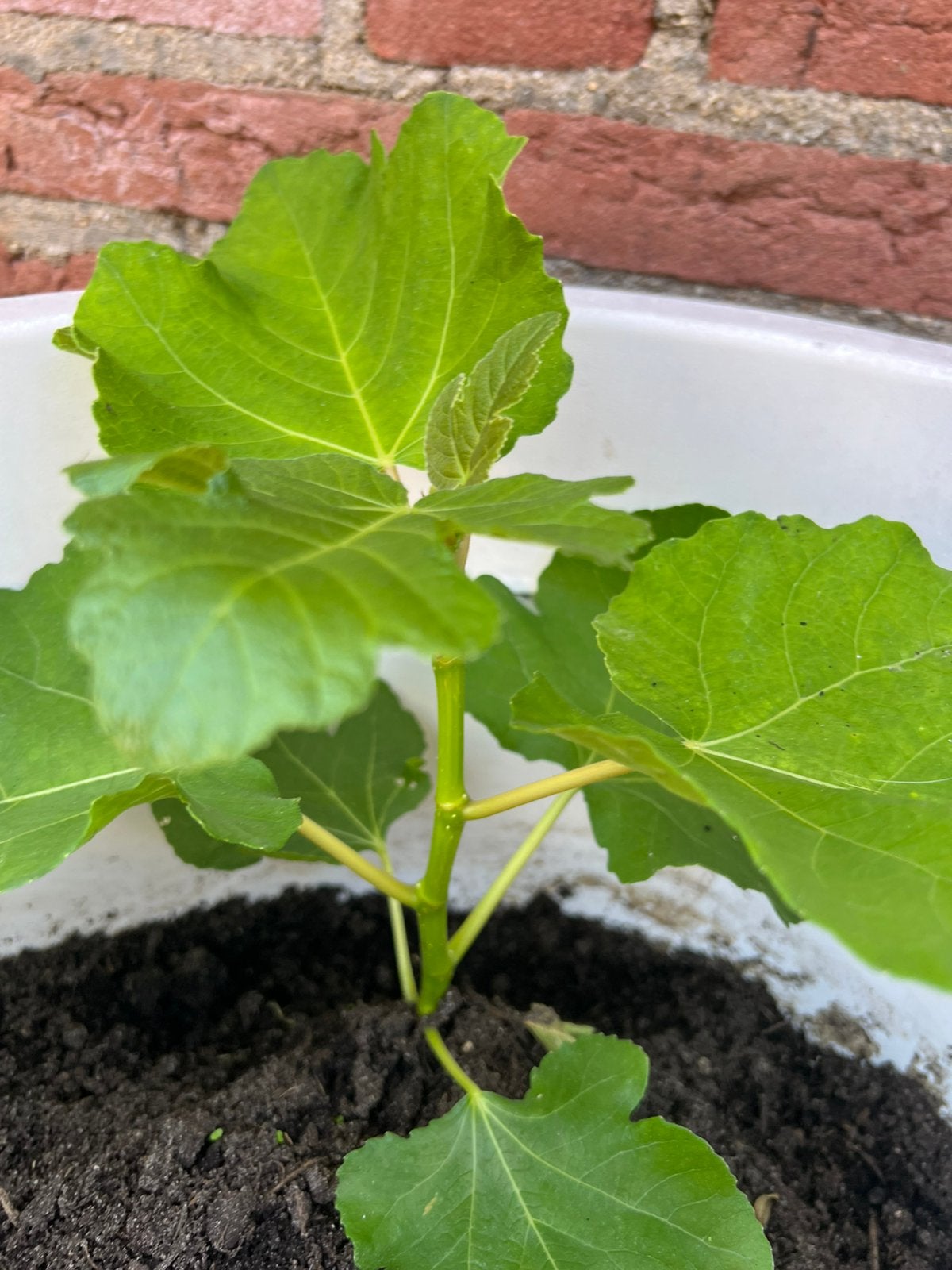 Vijgen bom, Volle zon, Vaste plant, Ophalen of Verzenden, Winter