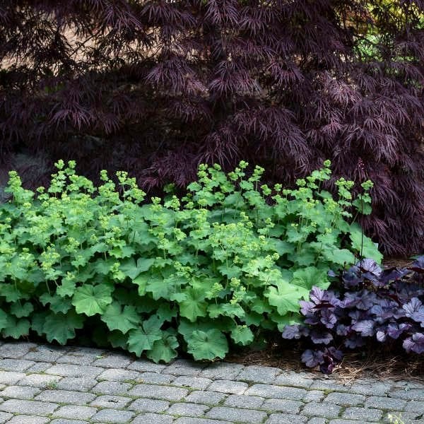 Bio zaden Vrouwenmantel - Alchemilla mollis, Verzenden, Najaar, Halfschaduw, Zaad