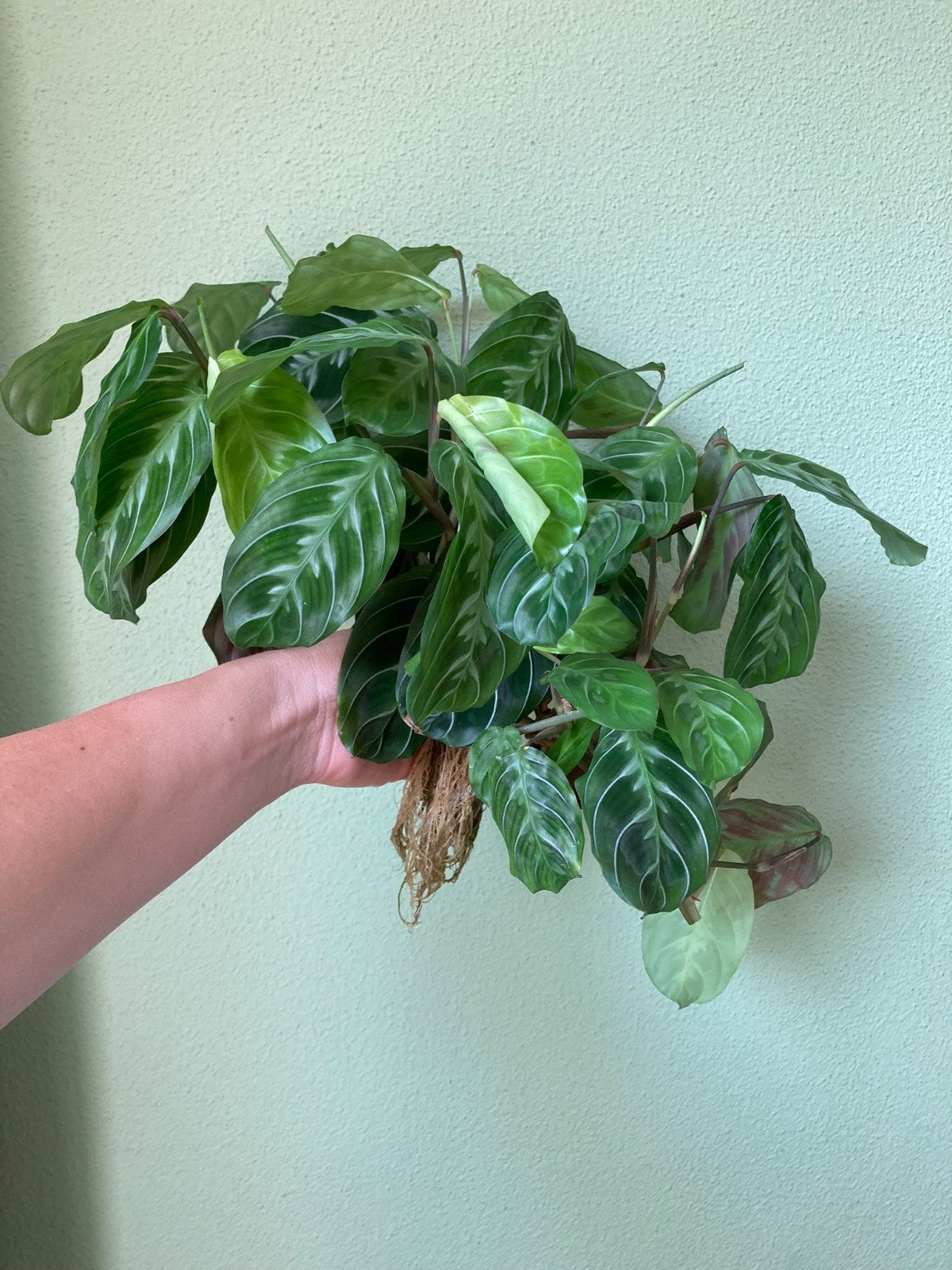 Maranta NoID mooie plant 

ophalen en verzenden is mogelij, Huis en Inrichting, Ophalen of Verzenden, Halfschaduw, Minder dan 100 cm