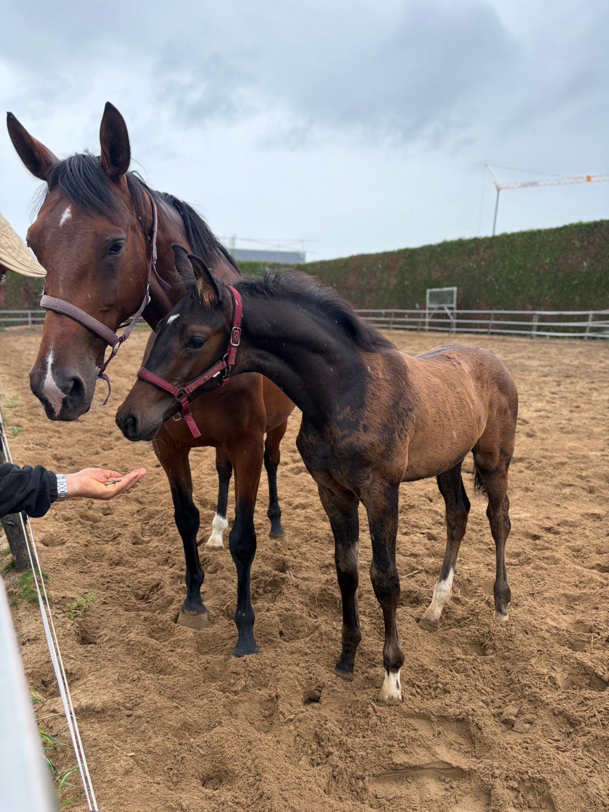 Twee mooie hengst veulens te koop!, Dieren en Toebehoren, Paarden, Minder dan 160 cm, Met stamboom, Niet van toepassing, Dressuurpaard