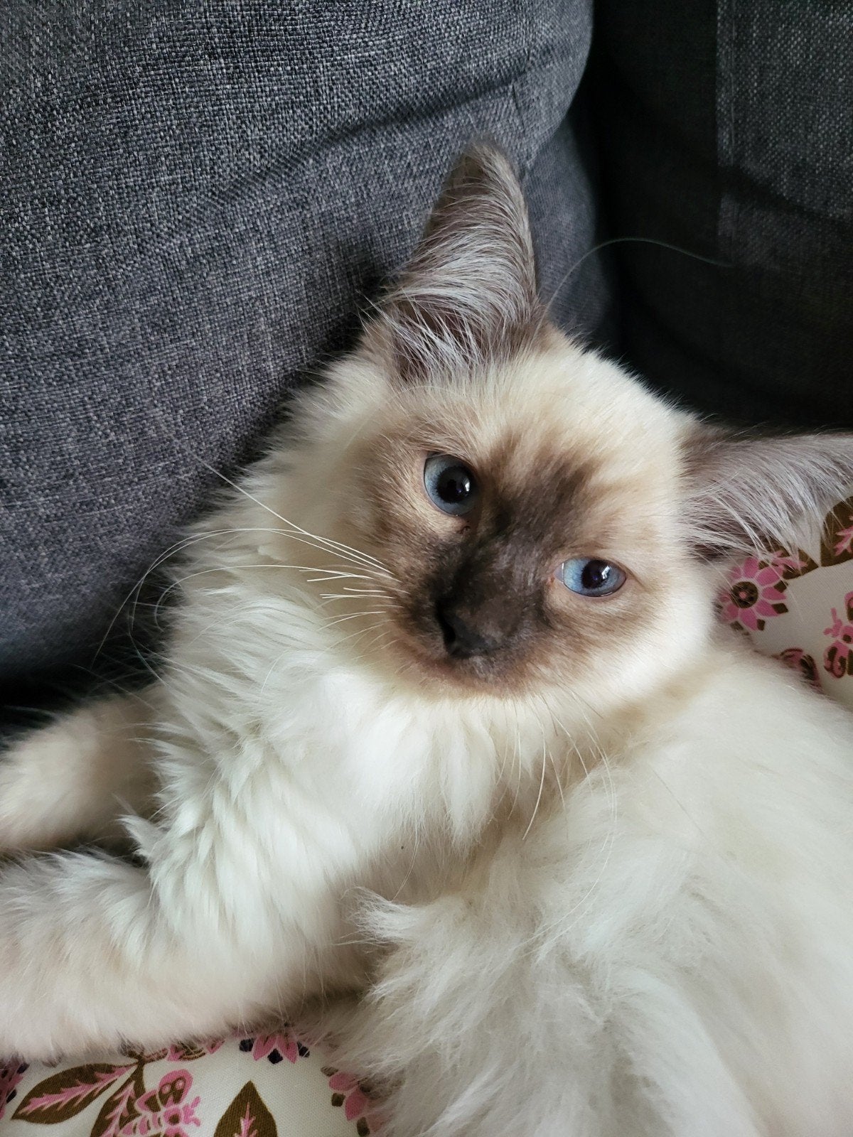 ragdoll kitten kater 11 weken oud, Kater, Ontwormd
