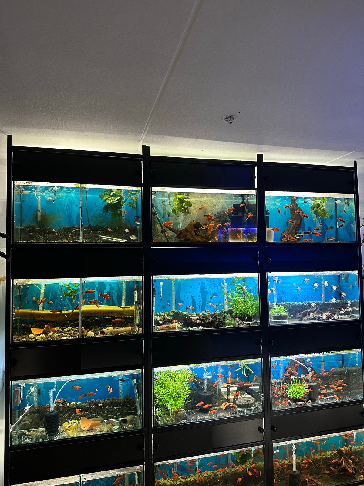 Complete kwekerij Zwaarddragers (Xiphophorus helleri), Dieren en Toebehoren, Vissen | Aquaria en Toebehoren, Ophalen of Verzenden
