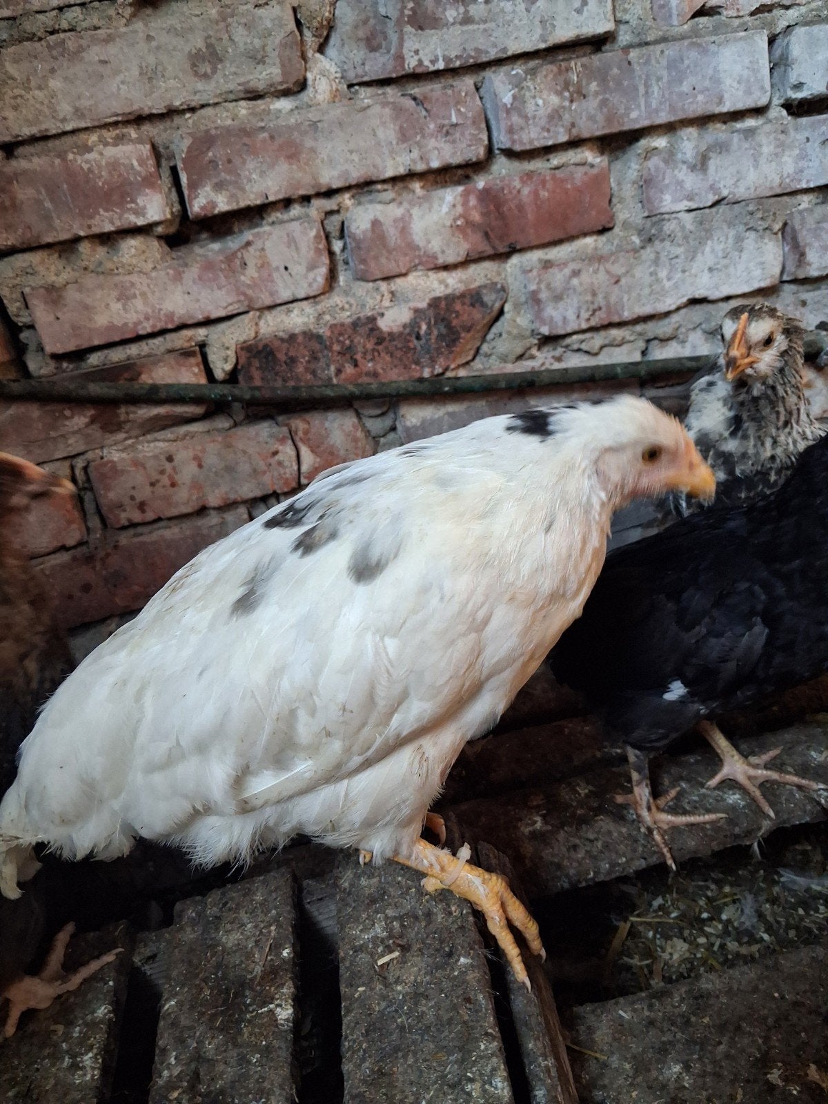 Kleurlegger kuikens, Meerdere dieren, Kip