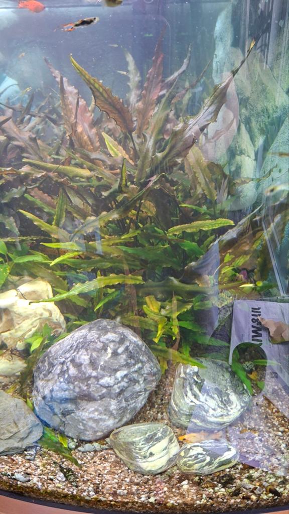 Cryptocoryne waterplant, Dieren en Toebehoren, Ophalen of Verzenden, Nieuw, Plant(en), Steen of Hout