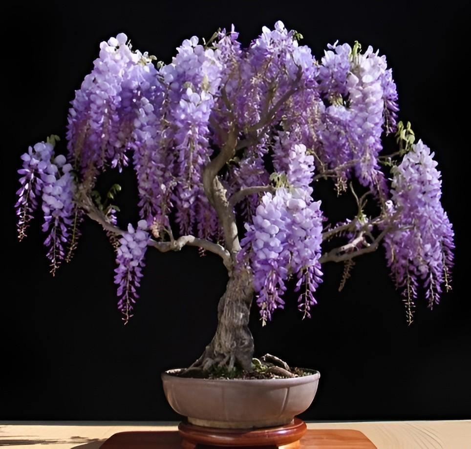 Blue Rain Wisteria Zaadjes, winterhard, Ophalen of Verzenden, Volle zon