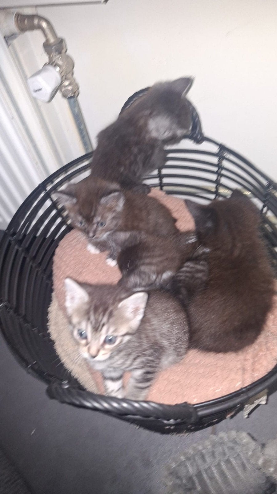 kittens, Meerdere dieren, 0 tot 2 jaar