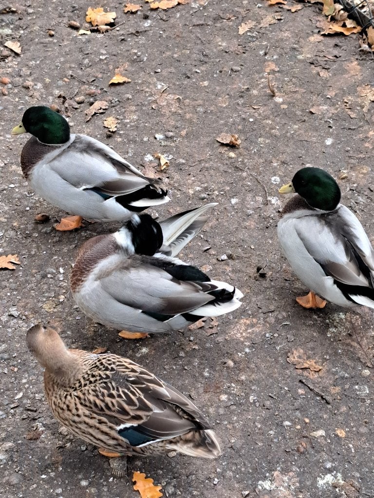 Boeren kwakertjes met korte snaveltjes, Meerdere dieren, Eend