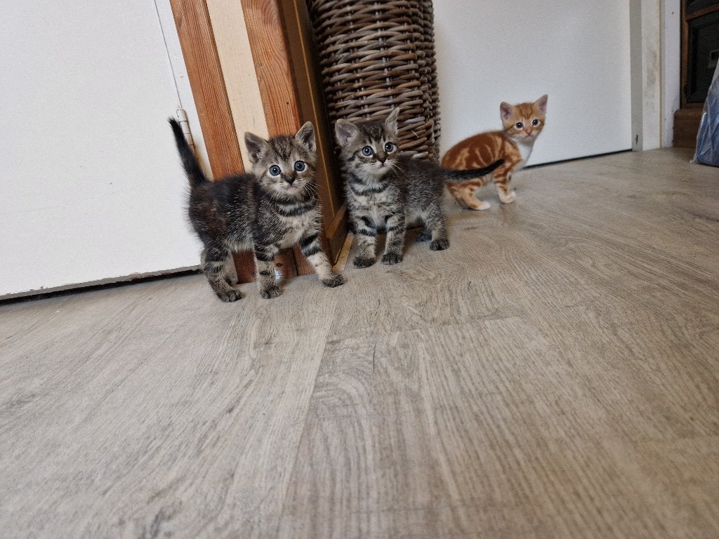 Lieve boerderij kittens, Dieren en Toebehoren, Katten en Kittens | Overige Katten, Meerdere dieren, Kortharig, 0 tot 2 jaar