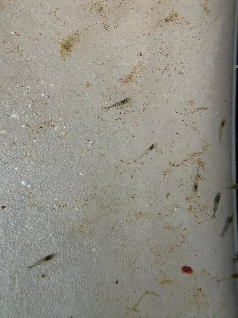 40 jong volwassen wildkleur neocaridina garnalen €20, Kreeft, Krab of Garnaal