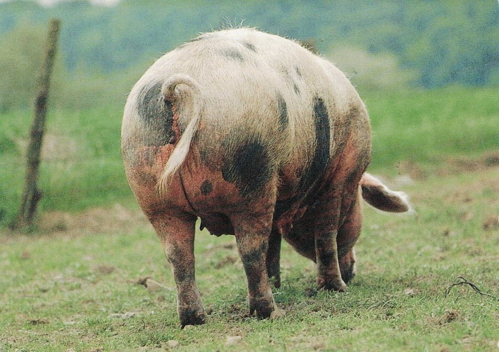 Varken zoekt eten 502, Verzamelen, Ophalen of Verzenden, 1980 tot heden, Gelopen, Overige soorten