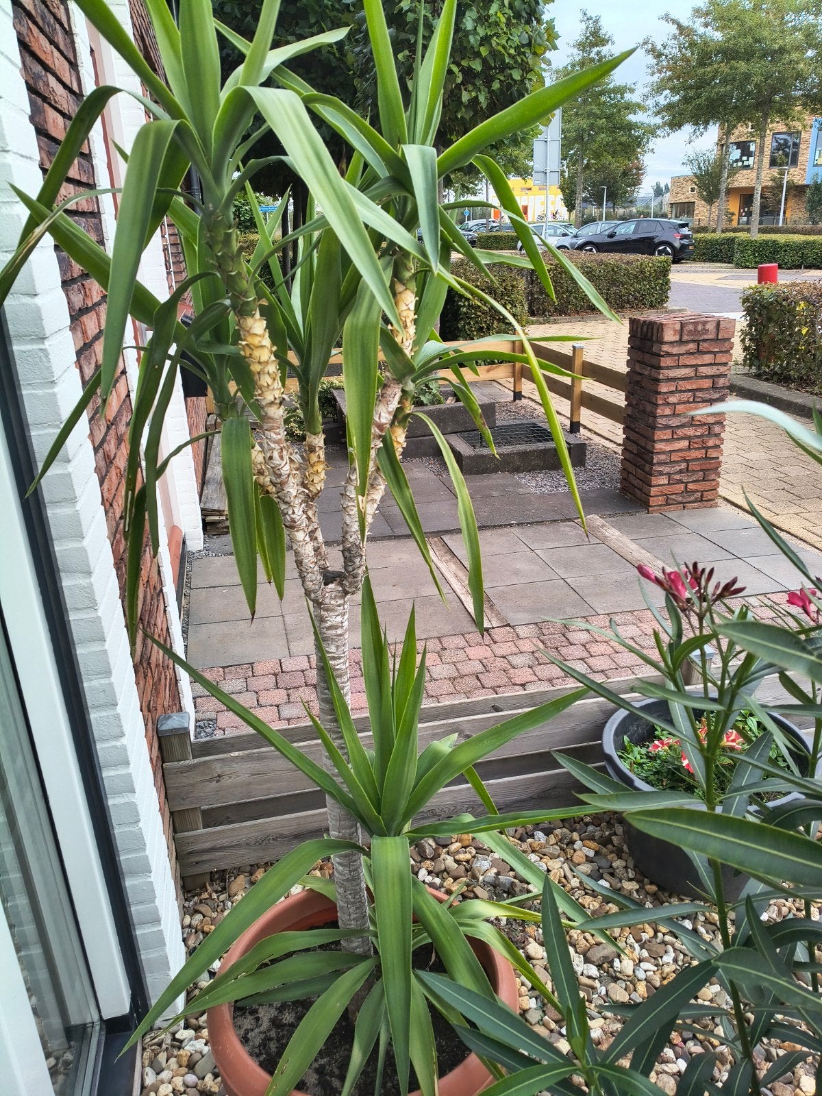 Mooie palmboom plant voor binnen of buiten, Tuin en Terras, Ophalen, Vaste plant, Overige soorten, Volle zon