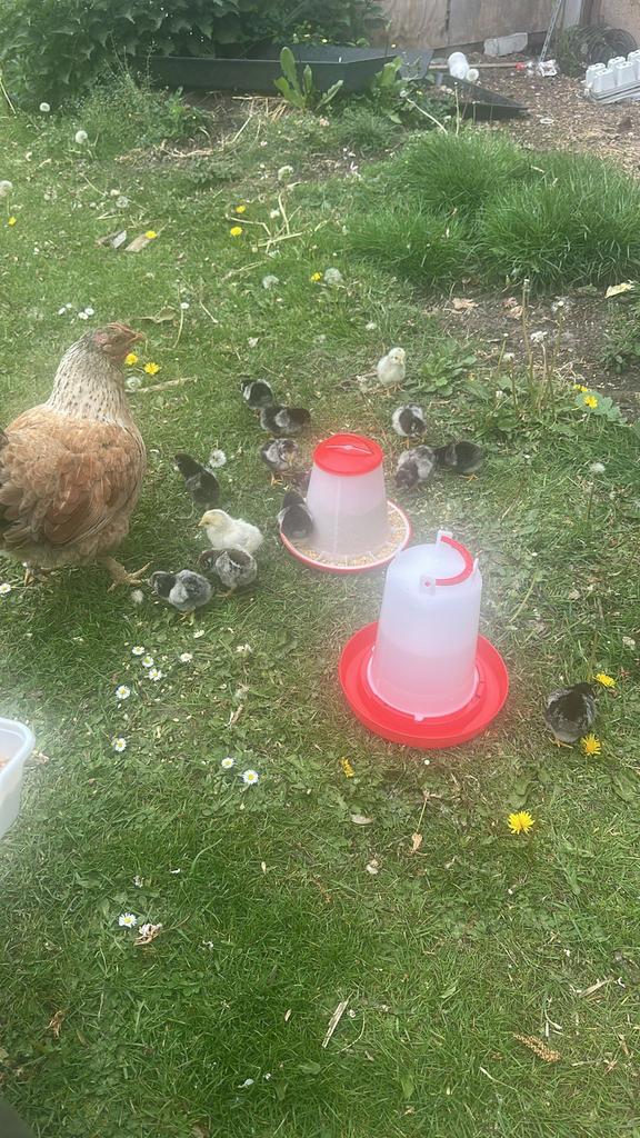 Wyandotte kuikens, Dieren en Toebehoren, Pluimvee, Geslacht onbekend, Kip