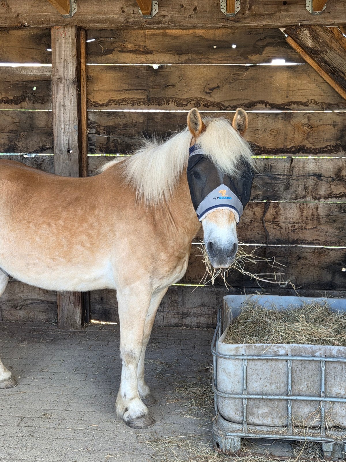 Haflinger ruin, Dieren en Toebehoren, Ruin