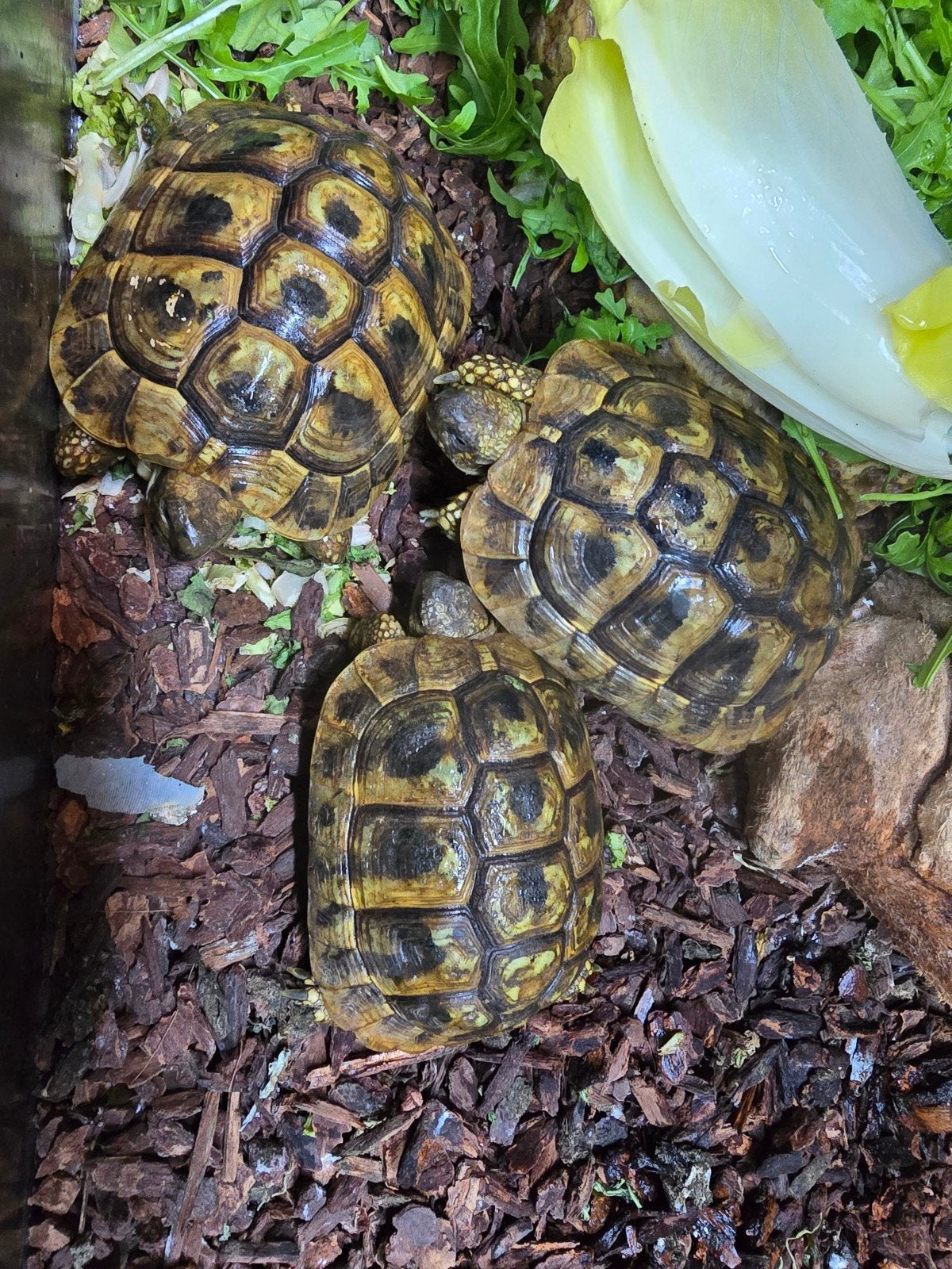 Griekse landschildpadden (Testudo hermanni) 10 tot 12 cm