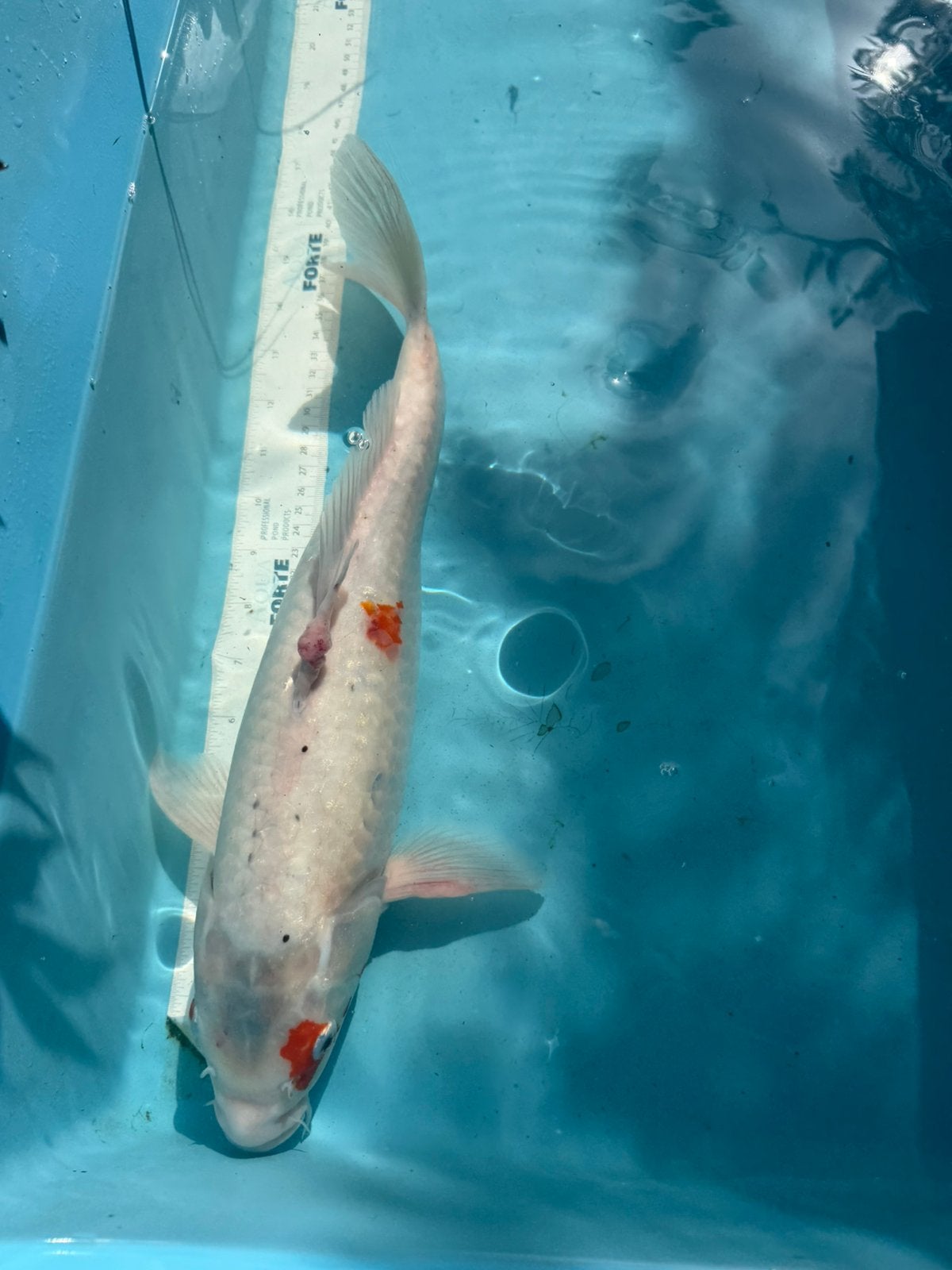 Sanke koi, Karper of Koi