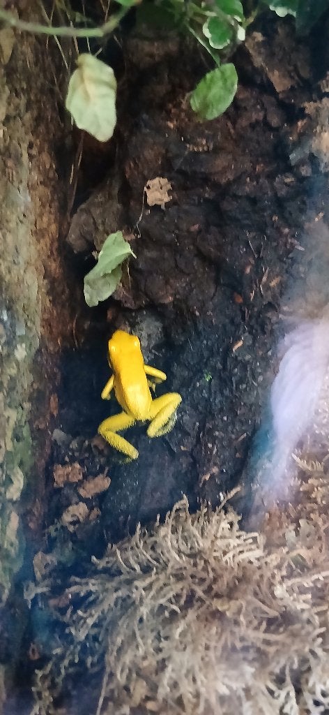gifkikker bicolor en terribilis Frog photo 2