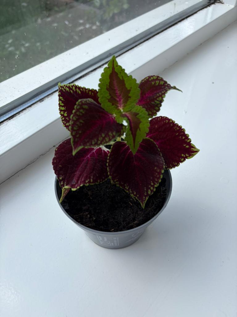 Kamerplant Plectranthus scutellarioides, Ophalen, Halfschaduw, Minder dan 100 cm