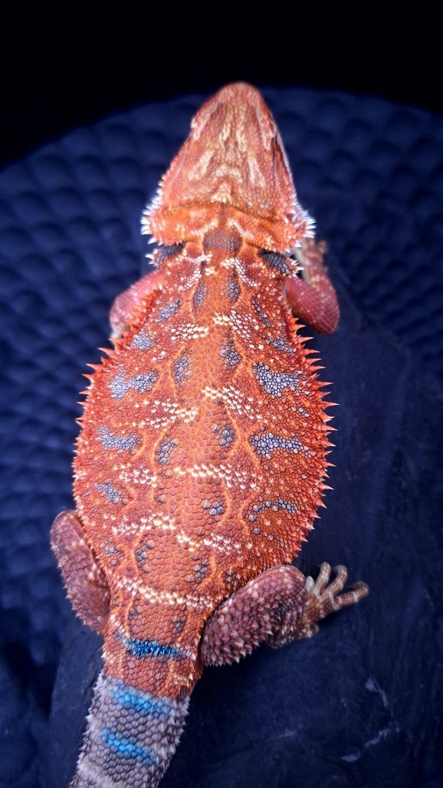 50% Red Monster Blue Tiger Baardagaam Man + 50% Korting, Hagedis, 0 tot 2 jaar