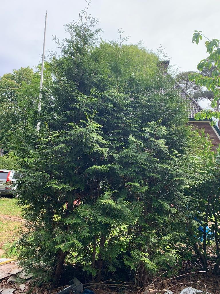 coniferen, Tuin en Terras, Ophalen, Conifeer, Haag, 250 cm of meer