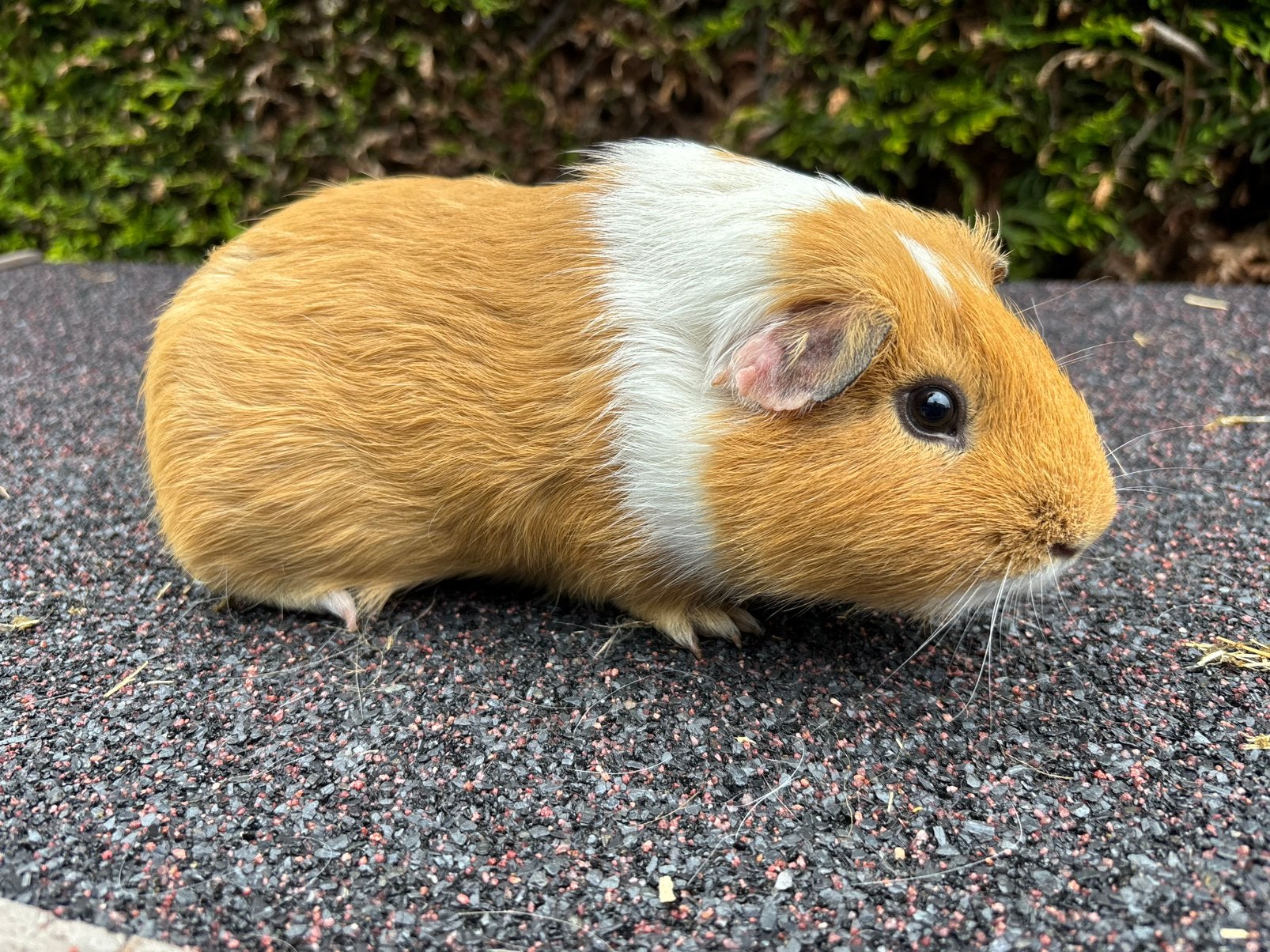 Twee kleurige gladharige cavia beer (8 maand), Dieren en Toebehoren, Knaagdieren, Cavia, Mannelijk, November, Tam