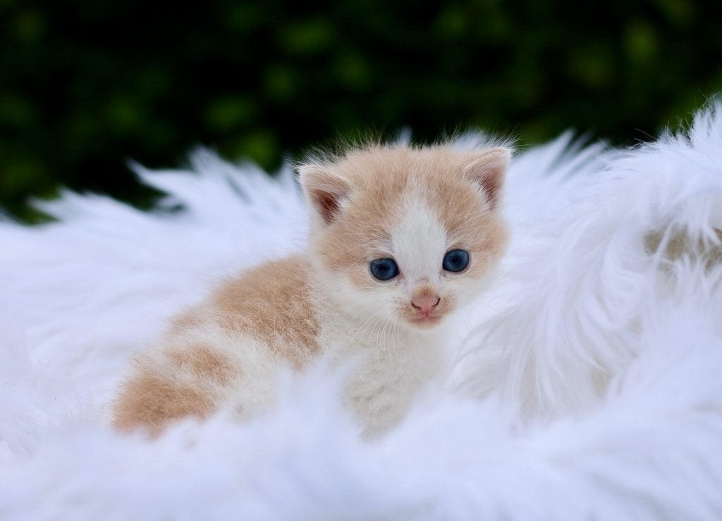 Super mooie aparte beige kleurige kittens (iets langhaar), Dieren en Toebehoren, Katten en Kittens | Overige Katten, Meerdere dieren