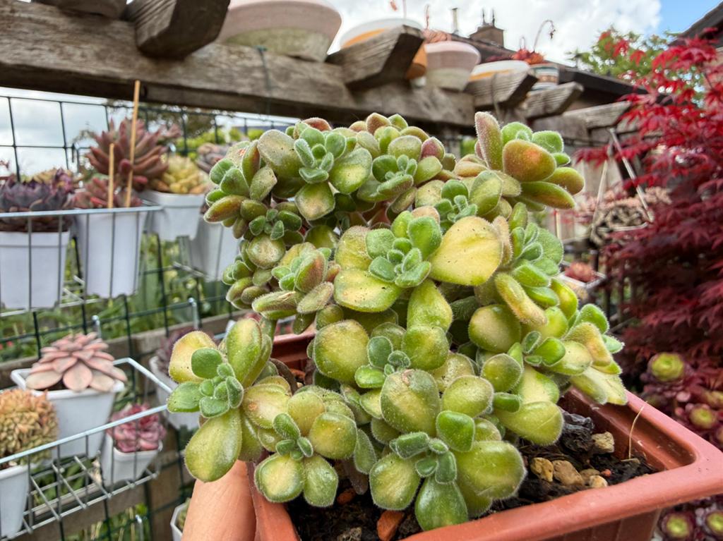 Aeonium lindleyi variegata/pot 8.5cm/vetplant/succulent, Ophalen of Verzenden, Halfschaduw, Minder dan 100 cm