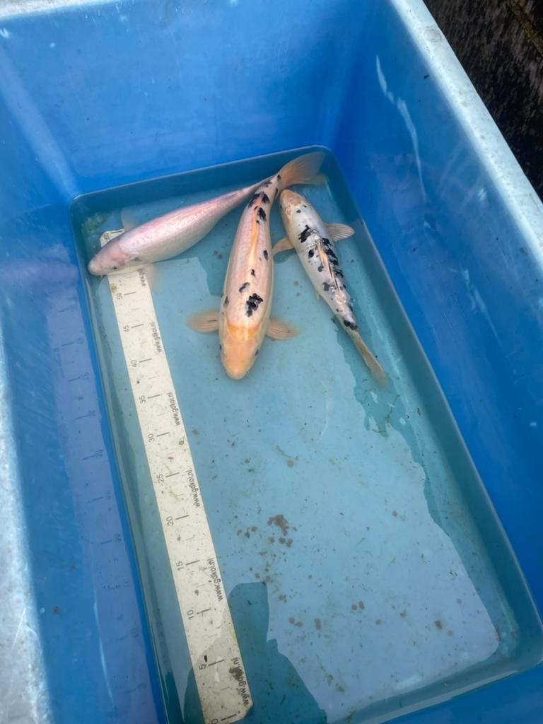 Koikarpers 30-35 cm, Dieren en Toebehoren, Karper of Koi