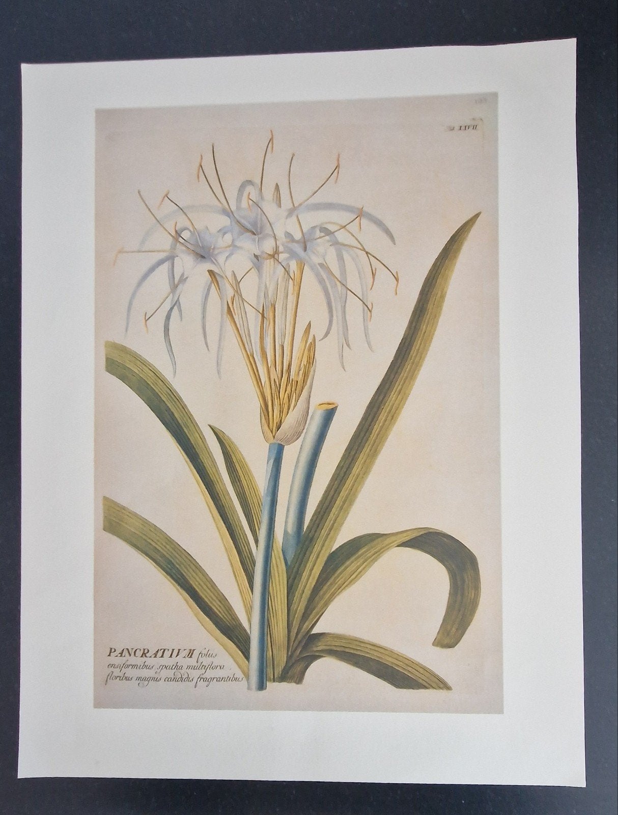 Botanische reproductie uit Florence, Antiek en Kunst, Ophalen of Verzenden
