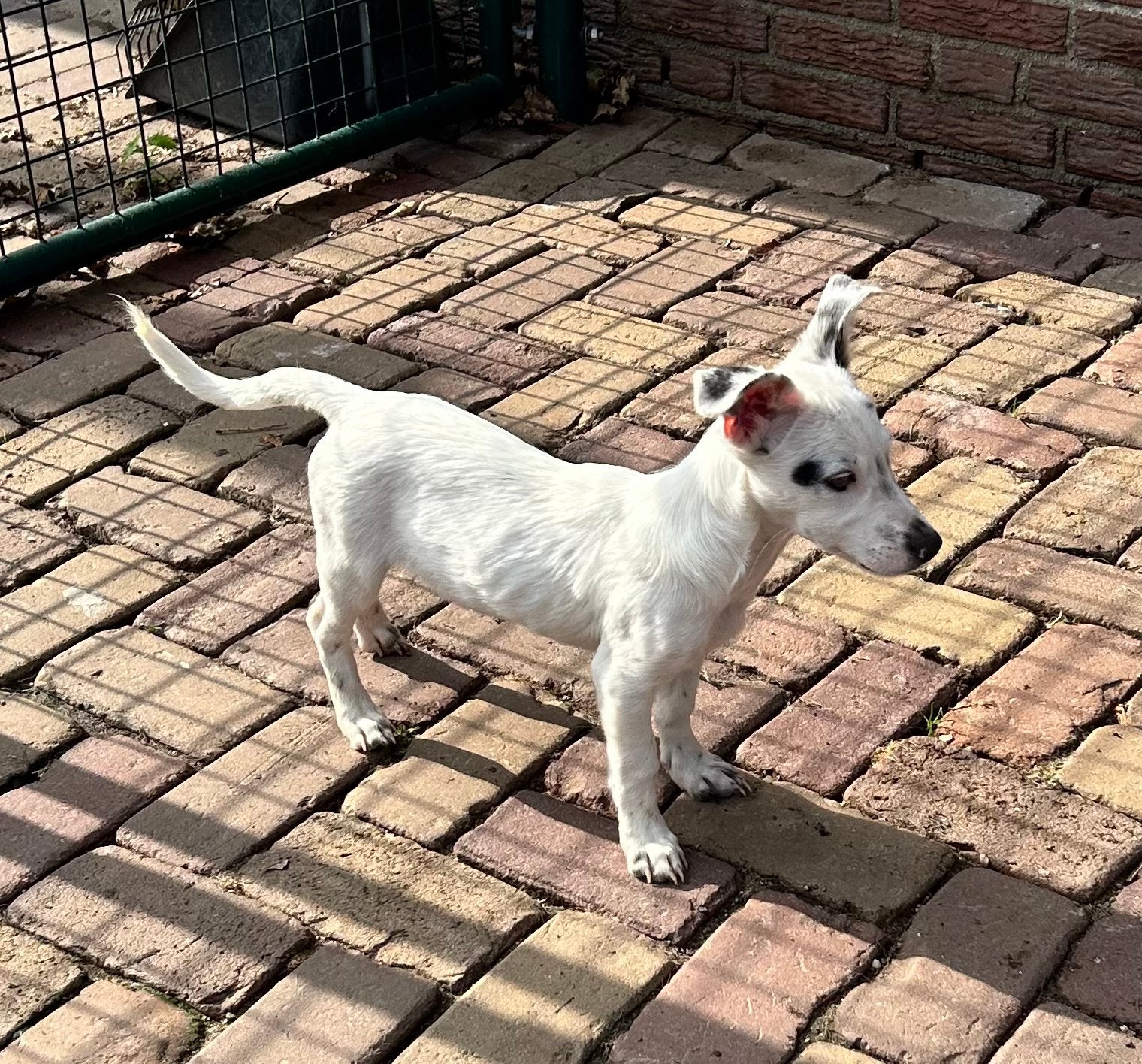 Jack russel mix pup reutje 4 maabden, Dieren en Toebehoren, Particulier, Reu, Buitenland, Eén hond