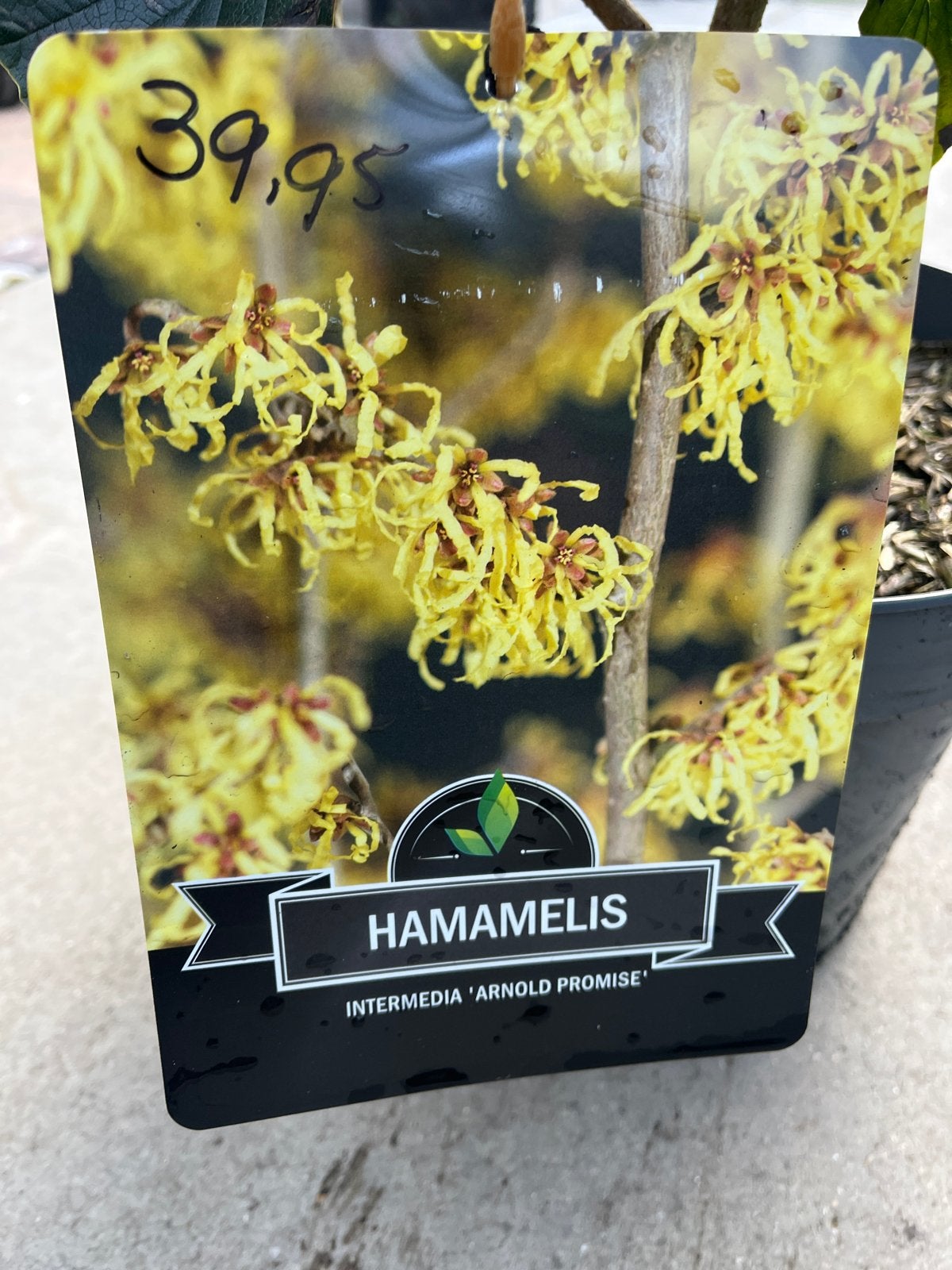 Hamamelis 'Arnold Promise' - Toverhazelaar, Overige soorten, Vaste plant, Ophalen of Verzenden, Halfschaduw