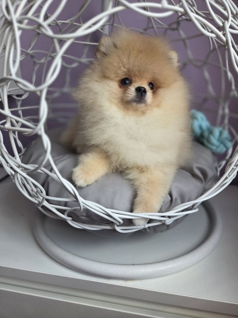 Mini Bearface Pomeriaan/Pomeranian Teefje Aanwezig in NL, Keeshond, 15 weken tot 1 jaar, Buitenland, Teef