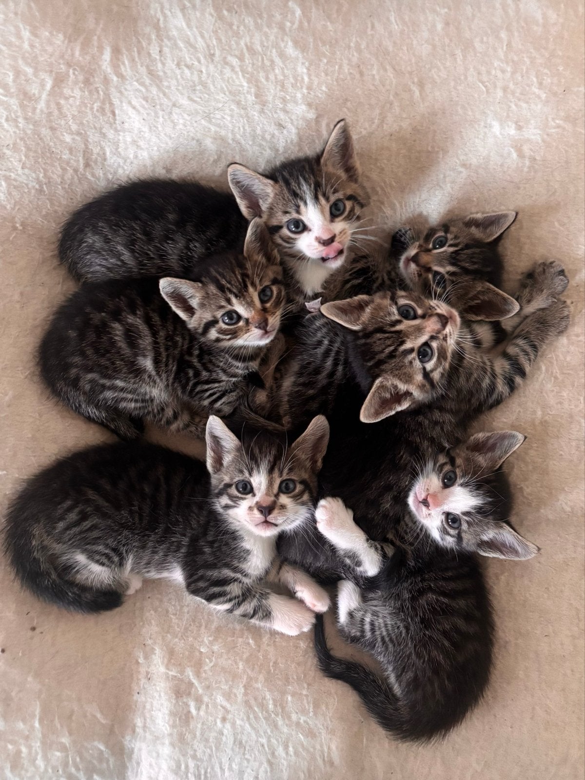 Superschattige kittens te koop, Dieren en Toebehoren, Kater, Kortharig, 0 tot 2 jaar