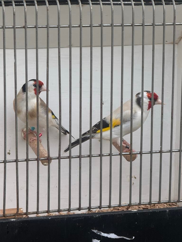 Majoor putter koppel, Dieren en Toebehoren, Vogels | Overige Vogels, Meerdere dieren, Wildzangvogel, Geringd
