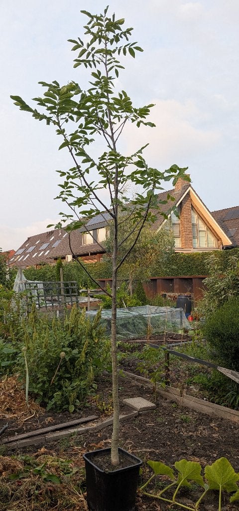 Walnotenboom, juglans regia , rond 3 meter lang, Tuin en Terras, Overige soorten, Lente, 250 tot 400 cm, Ophalen