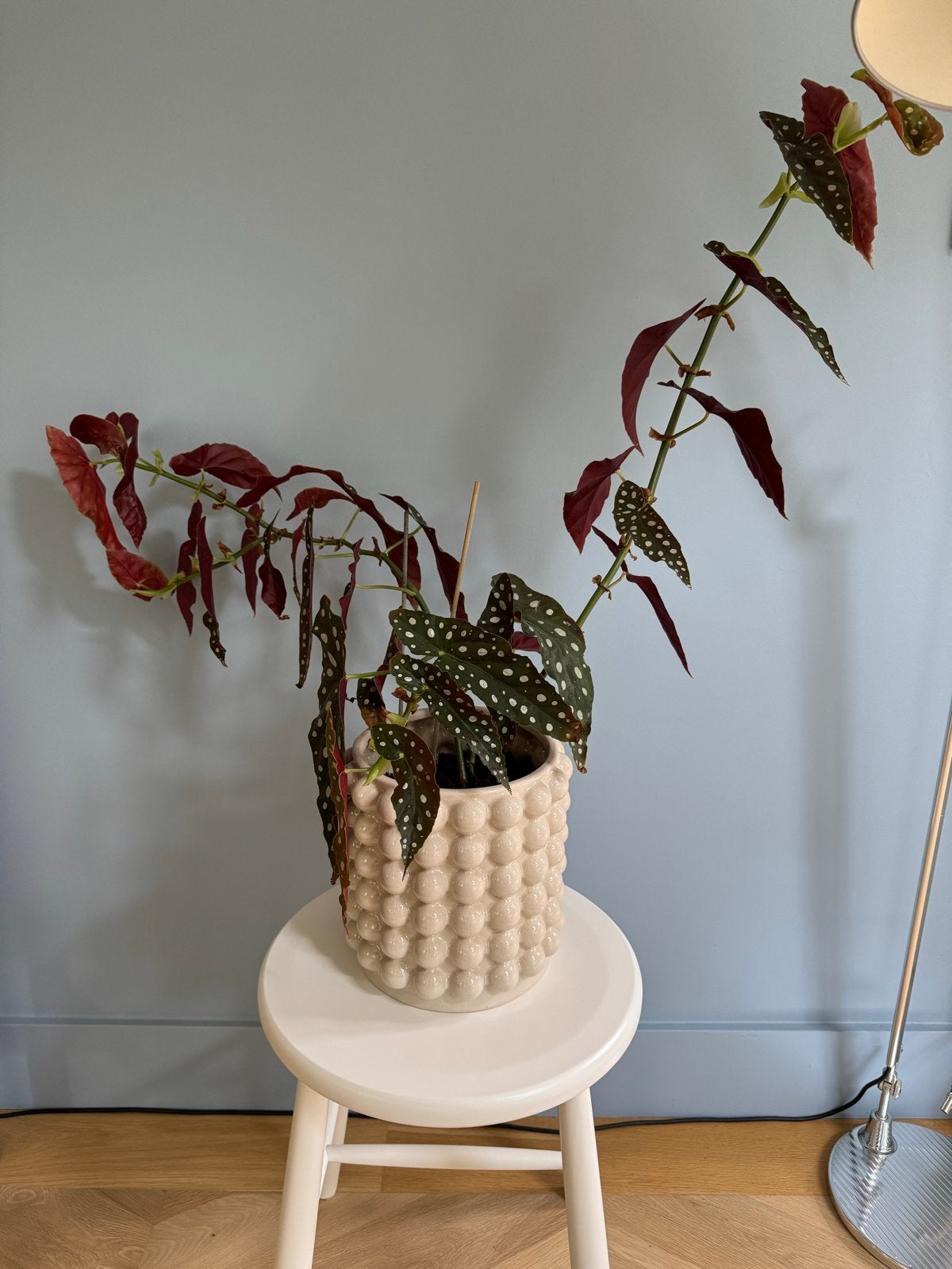 H&M Bloempot met stippenplant (Begonia), Ophalen, Overige materialen, Gebruikt, Minder dan 60 cm