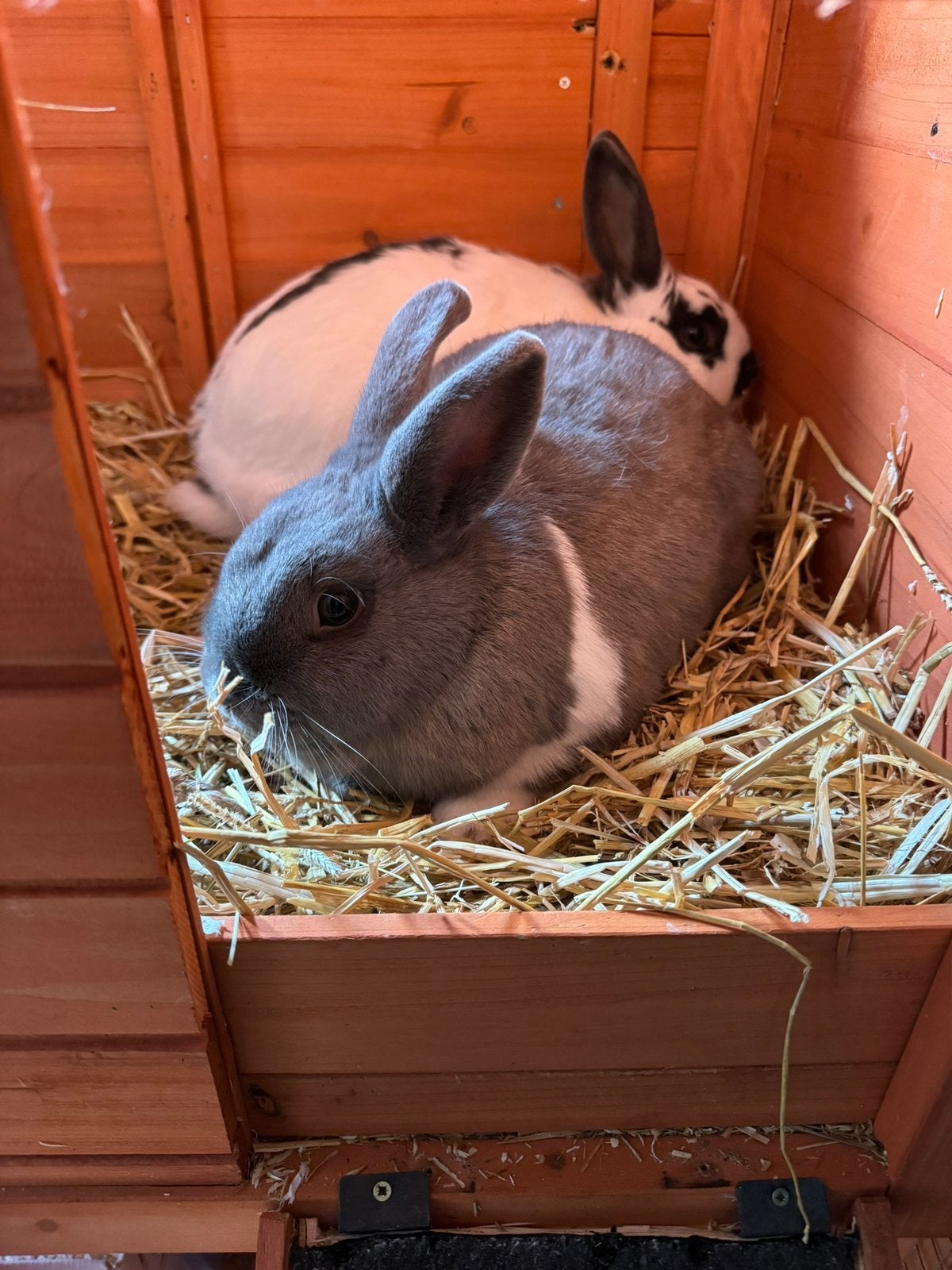 Konijnen koppel, Dieren en Toebehoren, Konijnen, Meerdere dieren