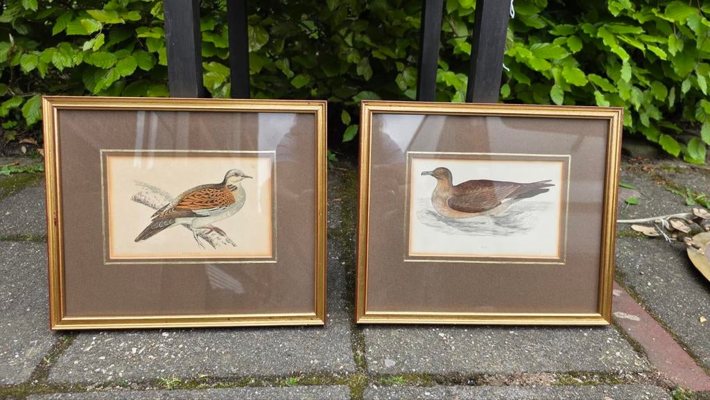 Vintage lijsten met passe-partout en vogelafbeeldingen, Minder dan 50 cm, Gebruikt, Vintage, Ophalen of Verzenden