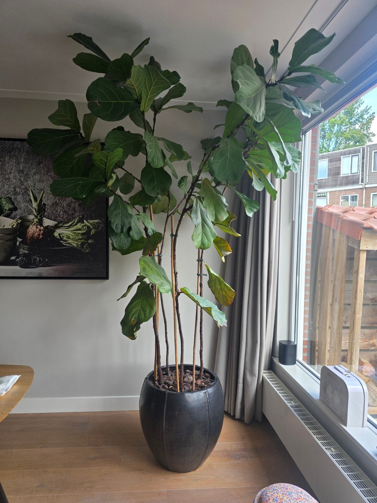 Grote Ficus Lyrata (Tabaksplant) in pot, Ophalen, Ficus, 200 cm of meer, Halfschaduw