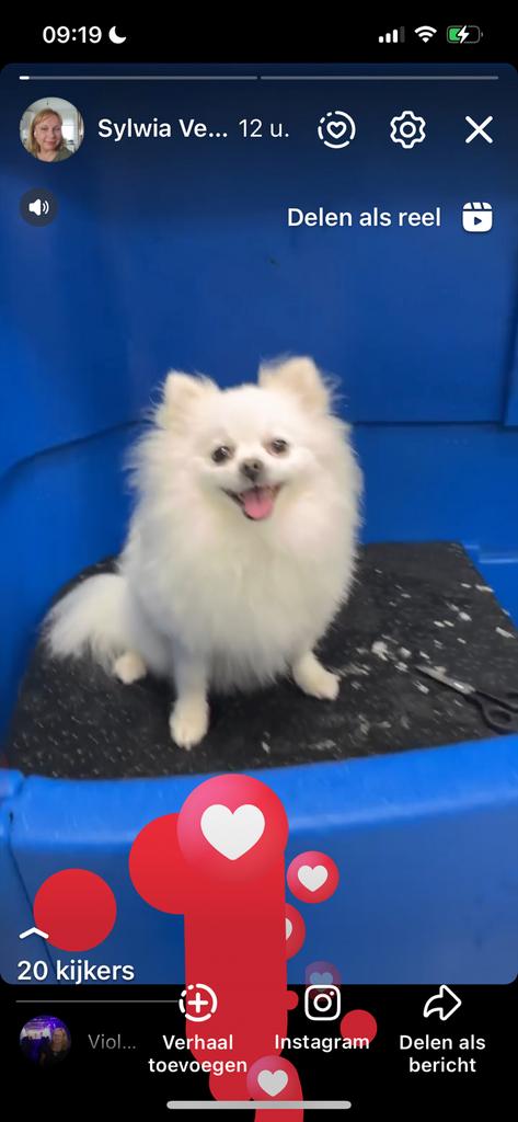 Mooie pomeriaan teef 4 jaar oud, Dieren en Toebehoren, Keeshond, Teef, Parvo, Eén hond