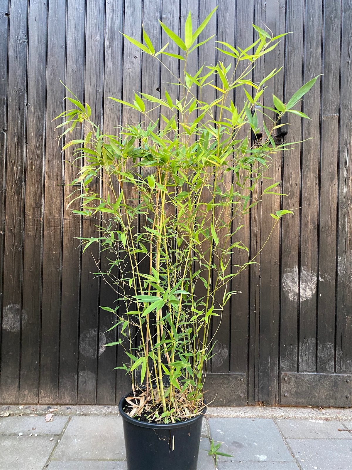 Phyllostachys aurea gouden bamboe 89-100cn in pot, Ophalen, Bamboe