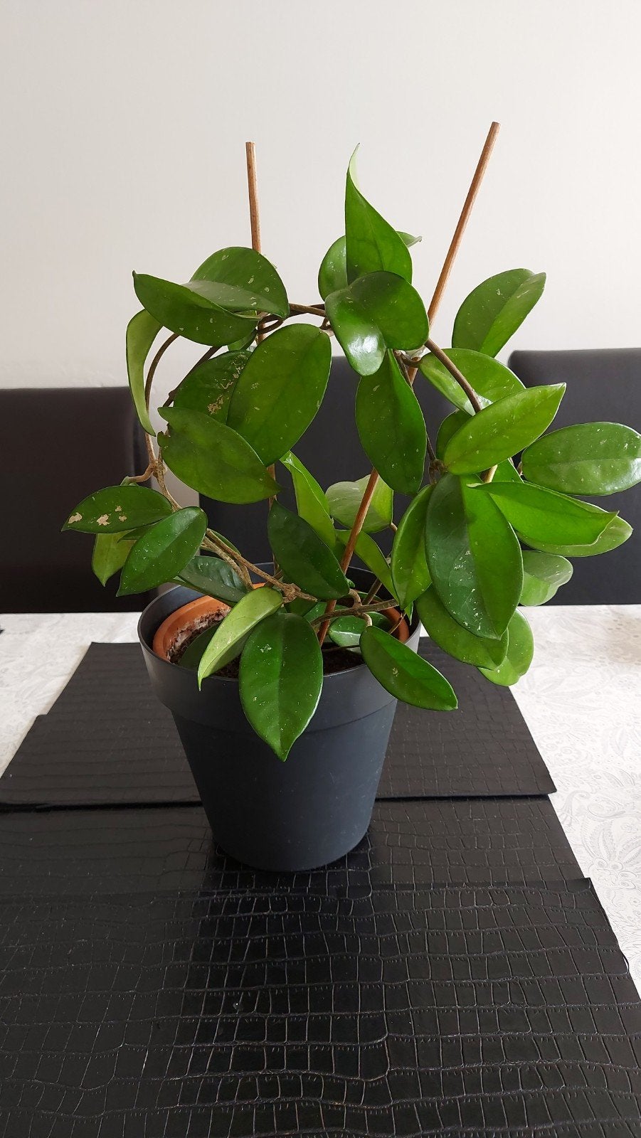Prachtige Hoya Carnosa, Huis en Inrichting, Ophalen, Halfschaduw, Minder dan 100 cm