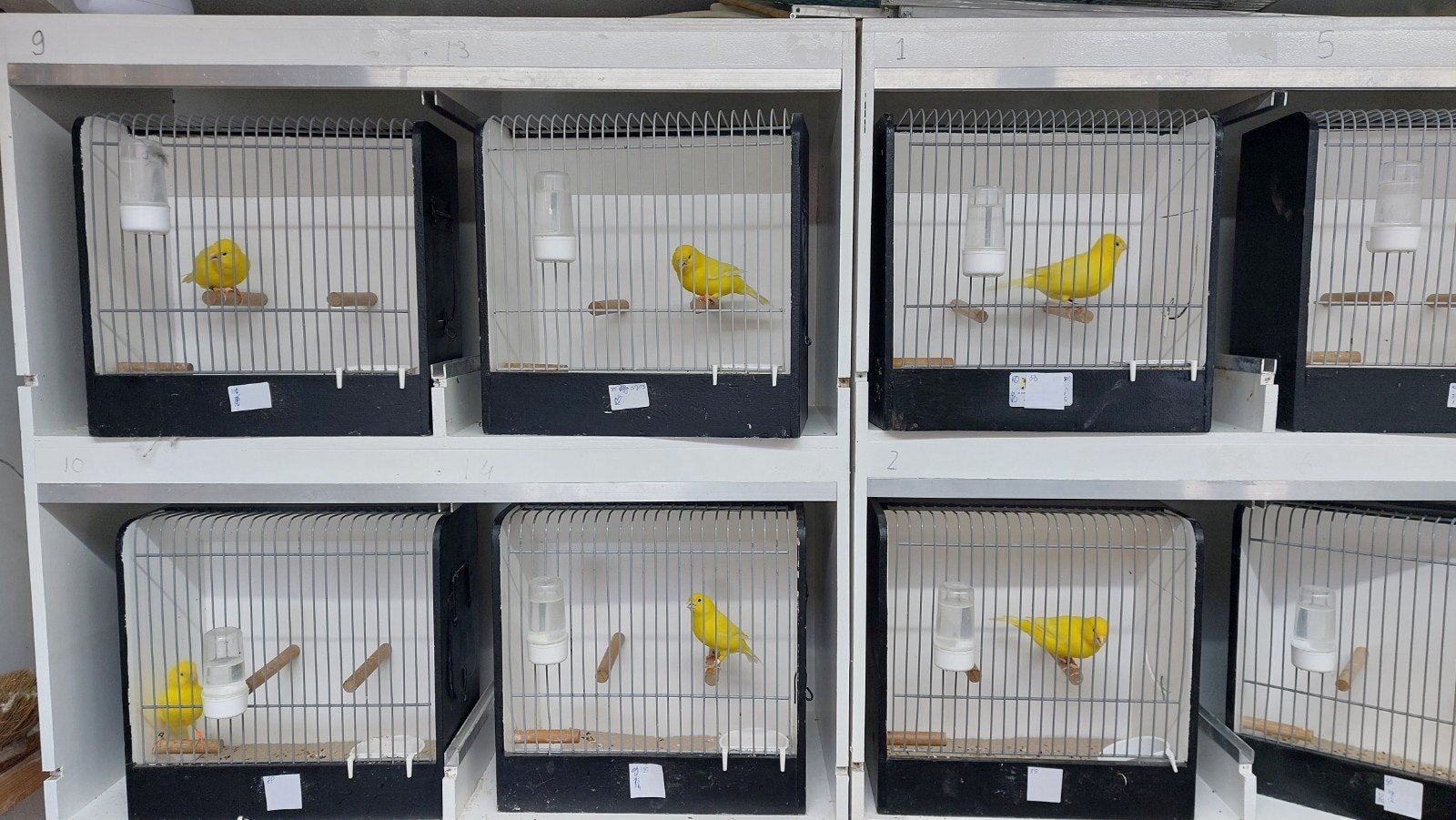 geel intensieve kanarie mannen, Dieren en Toebehoren, Mannelijk, Kleurkanarie