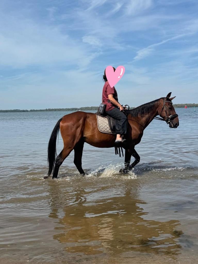 Recreatie-familie paard, Dieren en Toebehoren, Gechipt, Ruin, Niet van toepassing, 7 tot 10 jaar