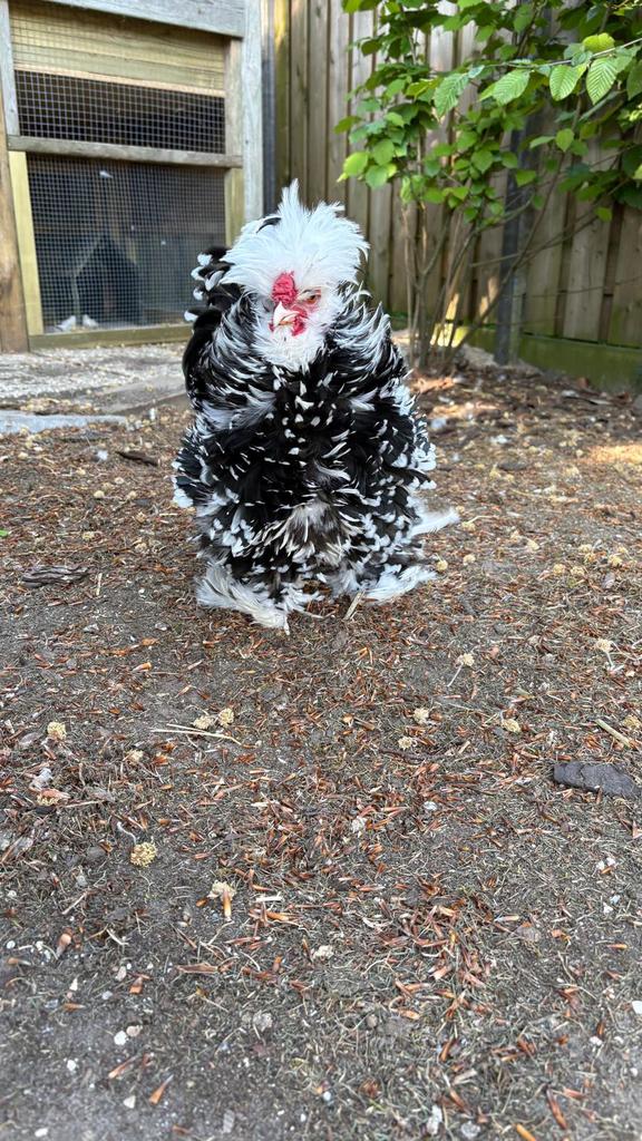 Koppel amerikaanse zijdehoenders / silkies kippen, Dieren en Toebehoren, Pluimvee, Meerdere dieren, Kip
