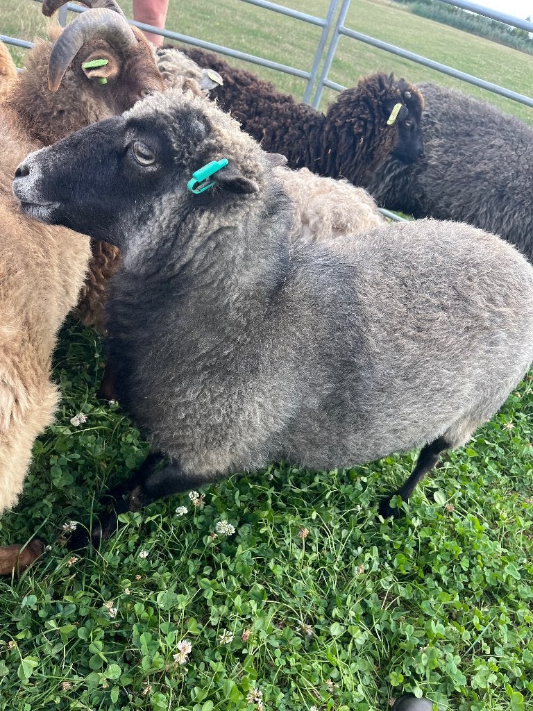 Skudde ooi(en), Vrouwelijk, Schaap, 6 jaar of ouder